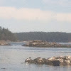 Pacific Harbor Seal