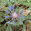 Squarrose Knapweed