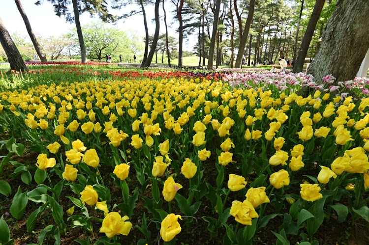 ソアラのひたち海浜公園・ネモフィラ・銚子・妙福寺・藤棚に関するカスタム事例の投稿画像4枚目