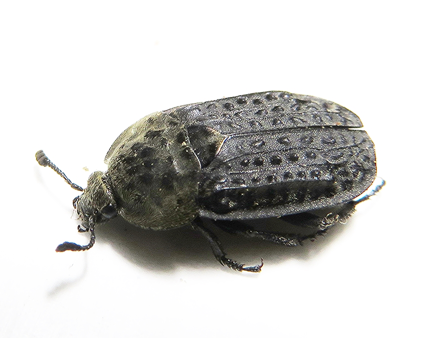 Northern Carrion Beetle