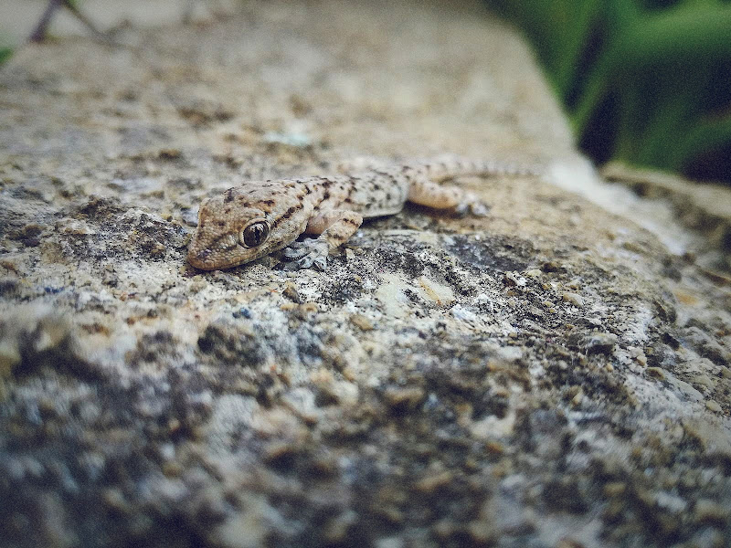 Una piccola lucertola.. di Ragazza_stranissima