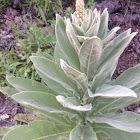 Mullein