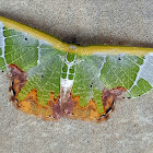 Emerald Moth