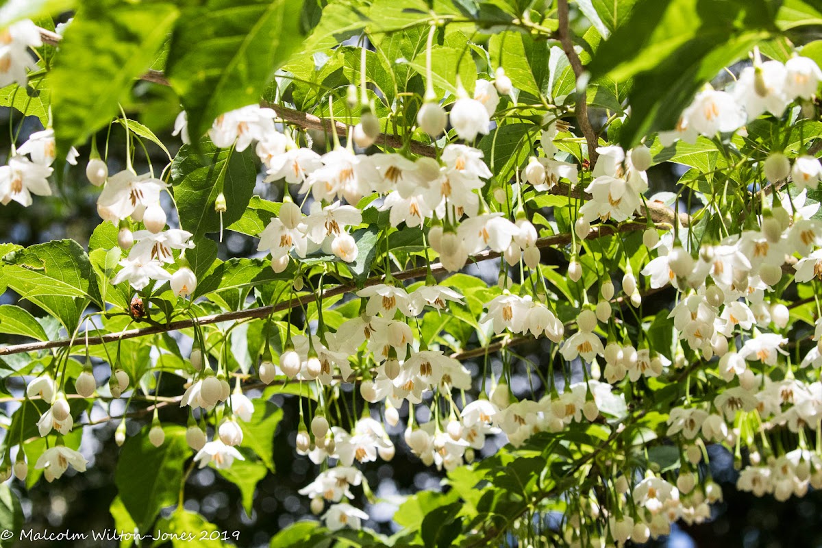 Japanese Snowbell