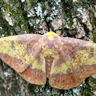 Imperial Moth