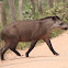 Brazilian Tapir