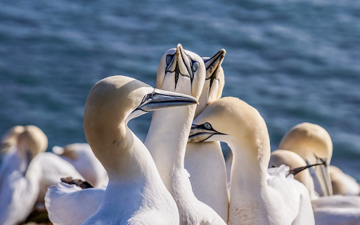 White geese flock