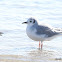 Bonaparte's Gull