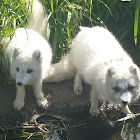 Arctic fox