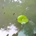 Tadpoles