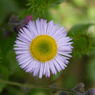 Himalayan Fleabane