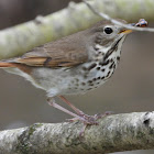 Hermit thrush