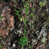 Heartleaf Twayblade