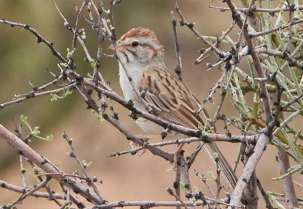 Rufous-winged sparrow