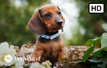 My Dachshund Dog & Puppy HD Wallpapers small promo image