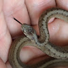 Brown Snake (Juvenile)