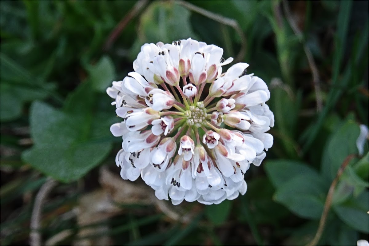 Alpine Pennygrass