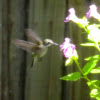 Ruby-throated Hummingbird