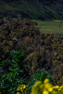 primavera  di giovanni_messina