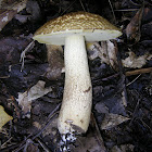 Wrinkled Leccinum