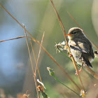 Willow warbler