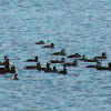 Black Scoter