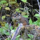 Townsend's chipmunk