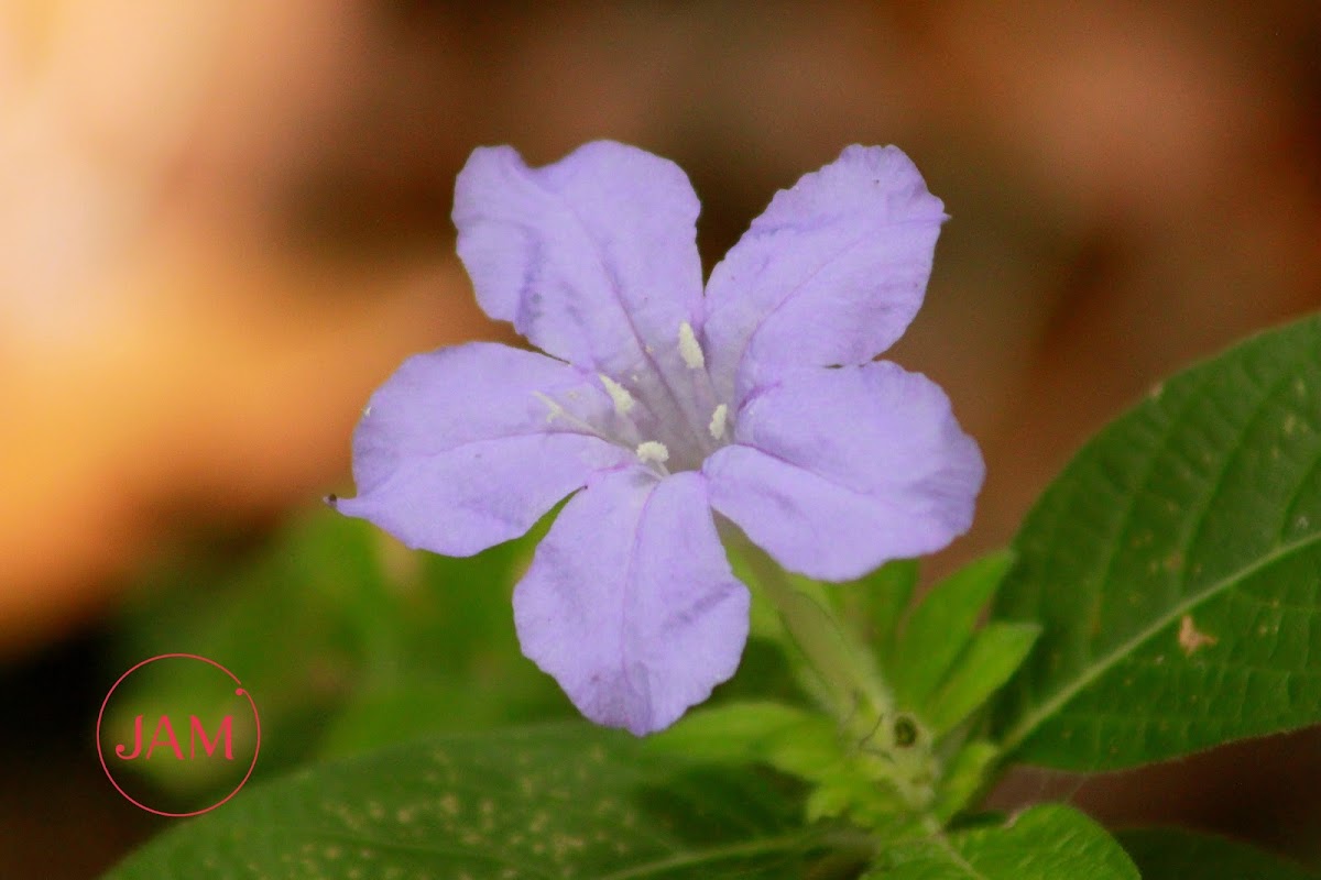 Mexican Petunia