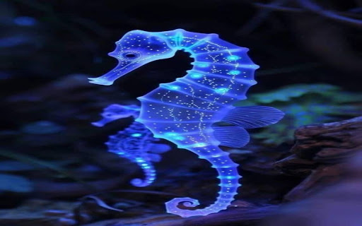 glowing seahorse wallpaper screenshot 1