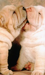 Shar Peis Jigsaw Puzzle Screenshots 4