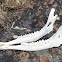 Elk lower jaw