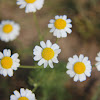 Wild daisy