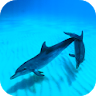 Wild Dolphins Video Wallpaper icon