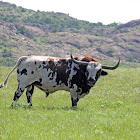 Texas Longhorn