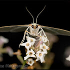 Palpita vitrealis