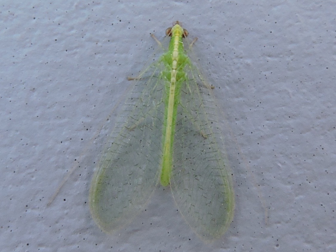 Green Lacewing