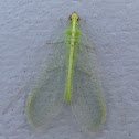 Green Lacewing