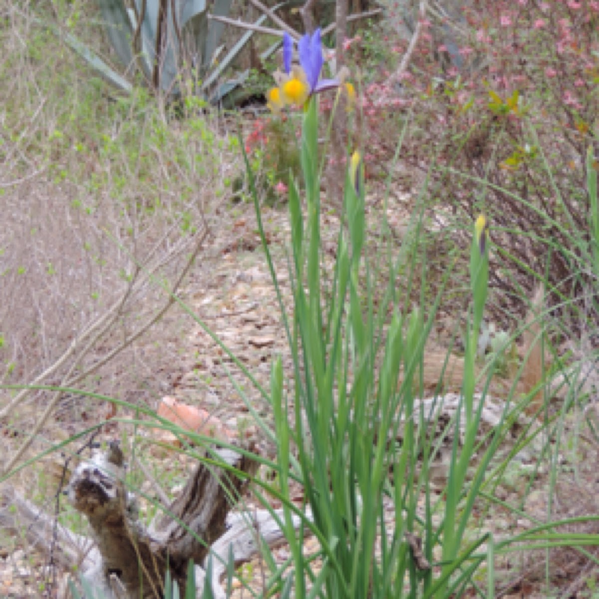 Dutch Iris