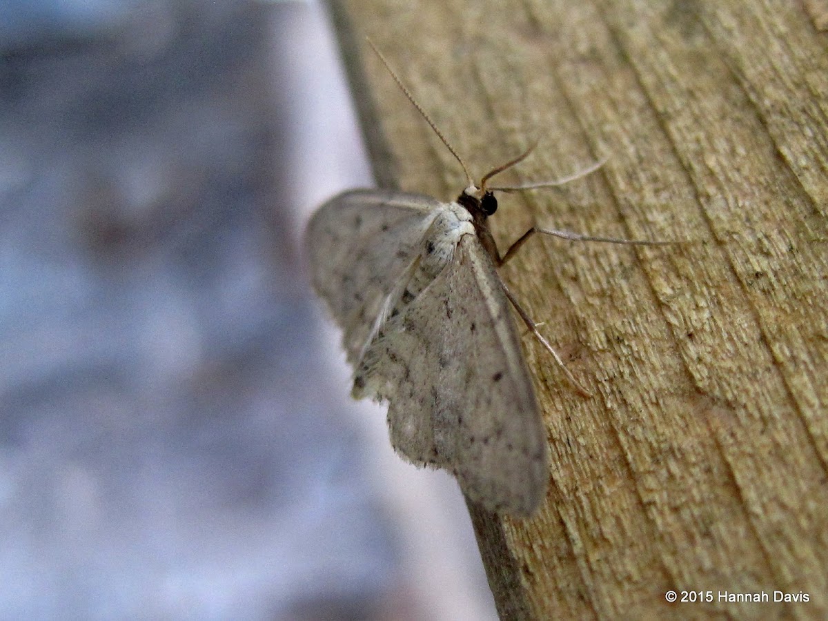 Small light-coloured moth