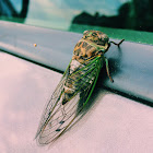 Dog-day cicada