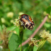 Euphoria beetle