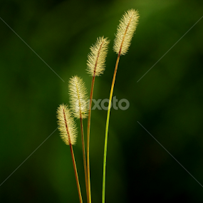 by Nani Garu - Nature Up Close Leaves & Grasses
