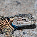 Yarrow's Spiny Lizard