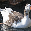 Muscovy Duck; Pato Criollo