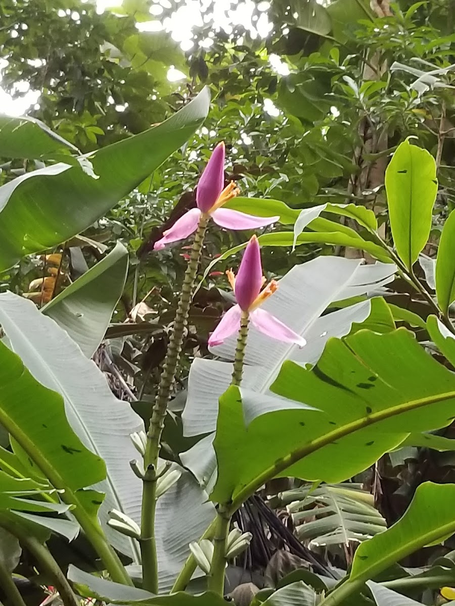 flowering bannana