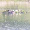 Western Pond Turtle