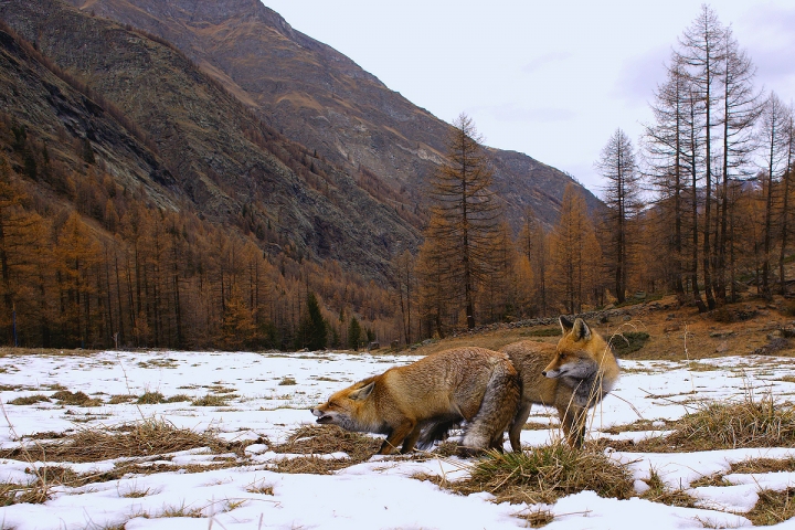 Istinto di protezione di carx70