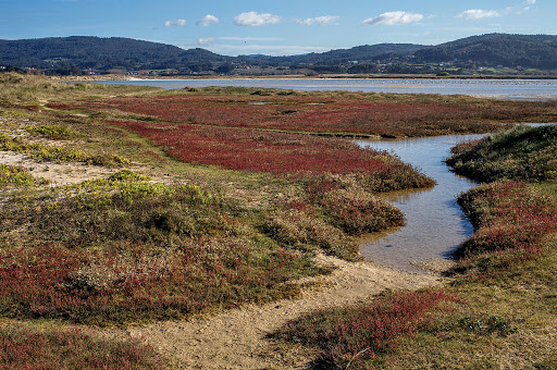 Salicornia ramosissima