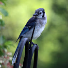 Blue Jay