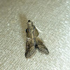 Knot-horn Moth